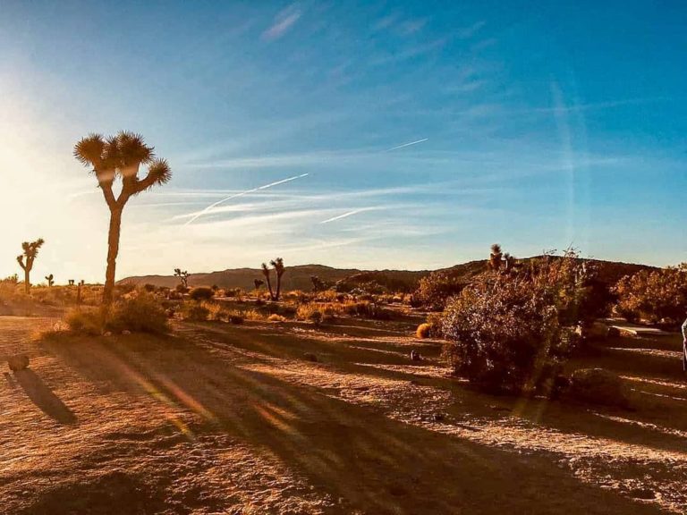 Los Angeles - Joshua Tree - Travel with SoleneP